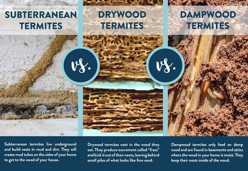 Inspect, Identify, Type of Termites