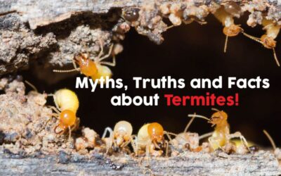 5 Fun Facts About Termites|All Good Facts!