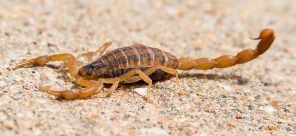 deadliest scorpions