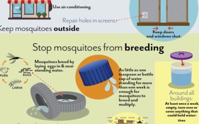 Insect Bites And Protection Against Them!