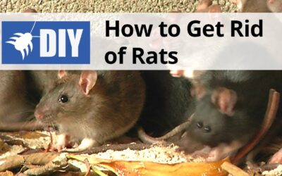 10 Steps to Drive / Keep Rats Out of Your House