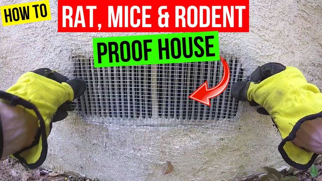Protect Home From Rats