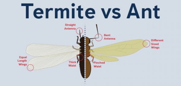 Termites vs Flying ants