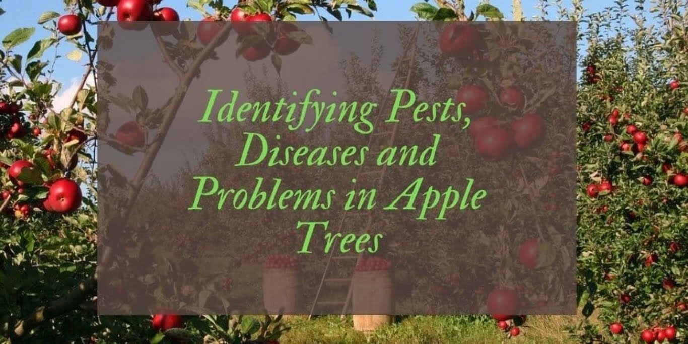 pests of the apple tree: