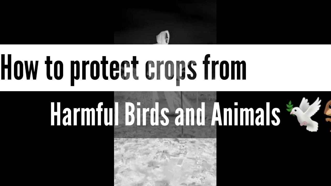 protect crops from birds