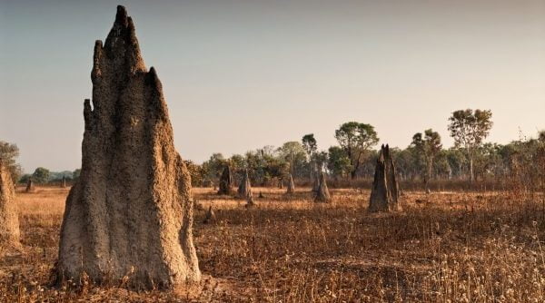 fun facts about termites