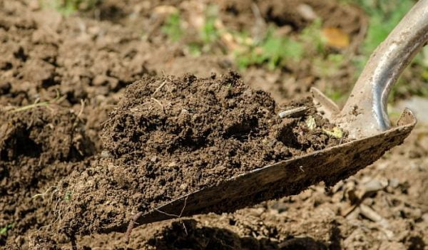 Using Insecticides And Fungicides In The Garden Using Insecticides And Fungicides