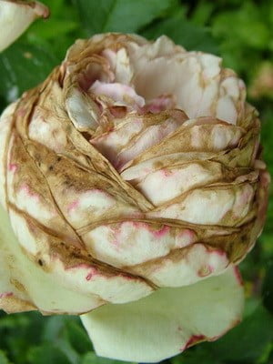 Diseases and pests of roses