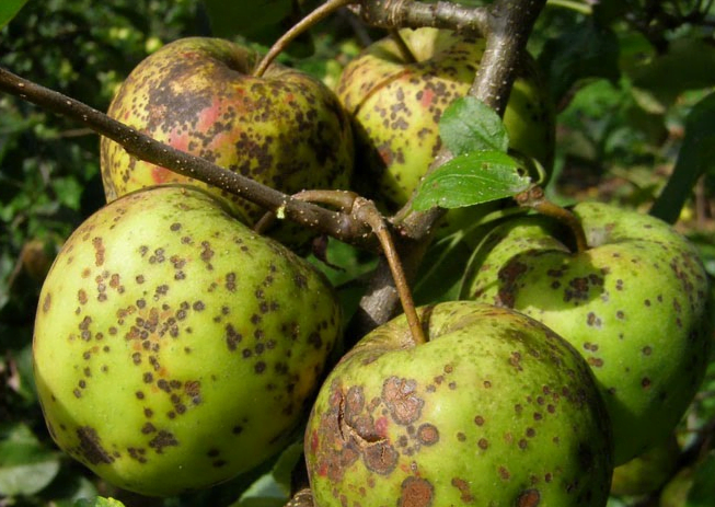 Diseases and pests of the apple tree - apple scab - treatment