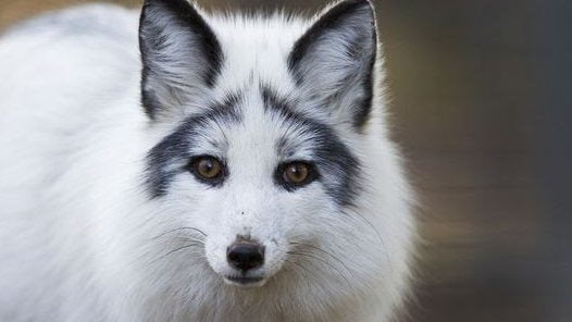 Marble Fox - types of foxes