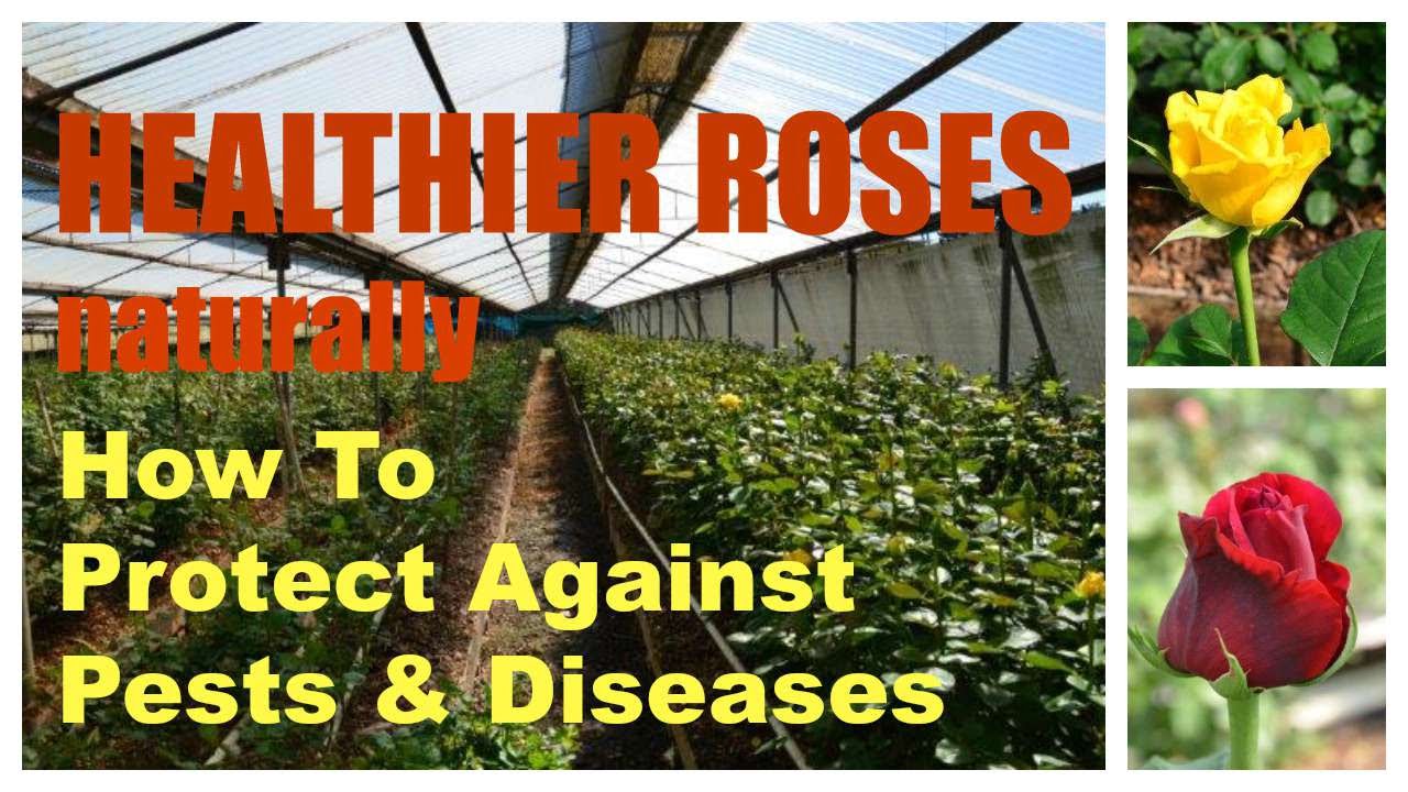 Diseases and pests of roses