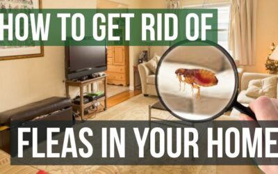 Flea Infestation: How to get rid of it easily