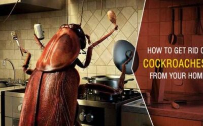 How to get rid of cockroaches in the house easily