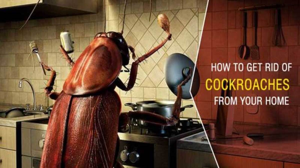 How to get rid of cockroaches