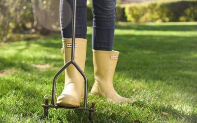 Easy Lawn Care in Autumn